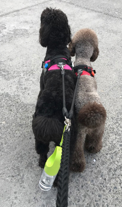 Portable Travel Water Bottle for Dogs and Cats